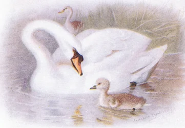 Cygne muet